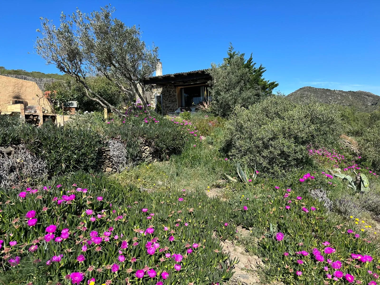 Le Casot entouré de fleurs sauvages et de nature au Cap de Creus
